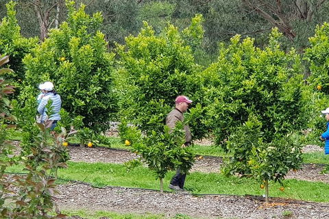 Day Tour Of Yarra Valley Puffing Billy And Rayners Orchard - Accommodation QLD 34
