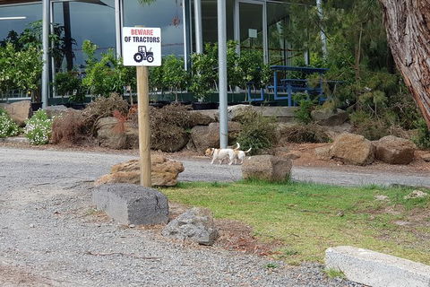Day Tour Of Yarra Valley Puffing Billy And Rayners Orchard - Accommodation QLD 2