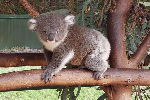 Very Best Of Perth Tour - Wildlife Park & City Highlights Tour - Accommodation QLD 5