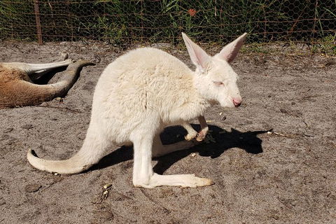 Very Best Of Perth Tour - Wildlife Park & City Highlights Tour - Accommodation QLD 4