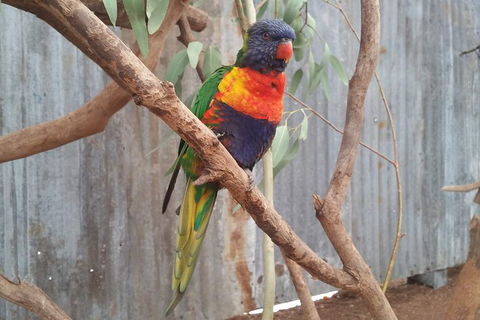 Very Best Of Perth Tour - Wildlife Park & City Highlights Tour - Accommodation QLD 11