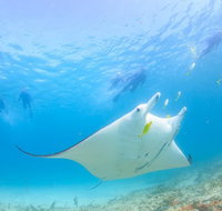 Marine Eco Safari - Swim with Manta Rays - Accommodation QLD