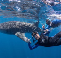 Whale Shark Safari - Accommodation QLD