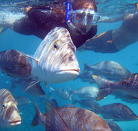 Coral Bay 2-Hour Coral Viewing and Snorkeling - Accommodation QLD