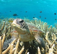 Coral Bay 3-Hour Turtle Ecotour - Accommodation QLD