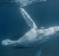 Humpback Whale Safari - Accommodation QLD