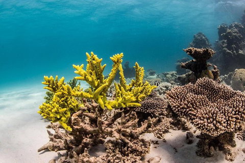 Coral Bay 1-Hour Coral Viewing - Accommodation QLD 4