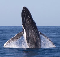 Full-Day Whale Watching Snorkeling and Swimming at Coral Bay - Accommodation QLD