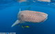 Whale Shark Adventure Tour - thumb 11