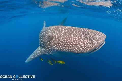 Whale Shark Adventure Tour - Accommodation QLD 11