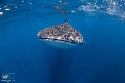 Whale Shark Adventure Tour - Accommodation QLD 1
