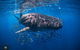 Whale Shark Adventure Tour - thumb 2