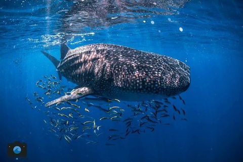 Whale Shark Adventure Tour - Accommodation QLD 2