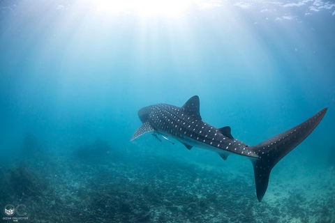Whale Shark Adventure Tour - Accommodation QLD 9