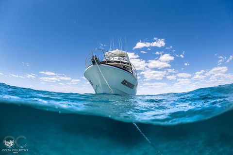 Whale Shark Adventure Tour - Accommodation QLD 10