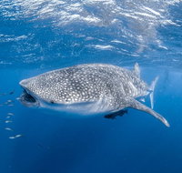 Whale Shark Adventure Tour - Accommodation QLD