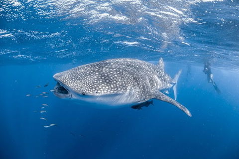 Whale Shark Adventure Tour - Accommodation QLD 0