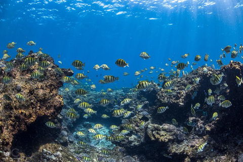 Whale Shark Adventure Tour - Accommodation QLD 5