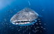 Whale Shark Adventure Tour - thumb 8