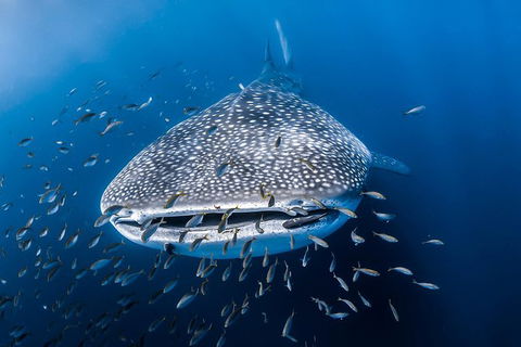 Whale Shark Adventure Tour - Accommodation QLD 8