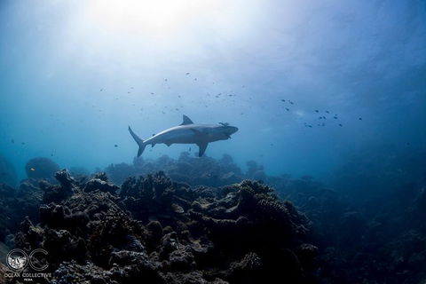 Whale Shark Adventure Tour - Accommodation QLD 6