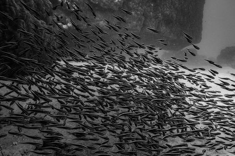 Ningaloo Immersion Private Charter - Accommodation QLD 5