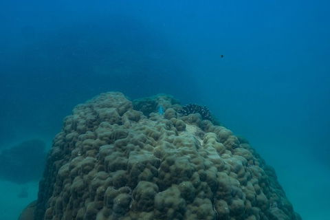 Ningaloo Immersion Private Charter - Accommodation QLD 4