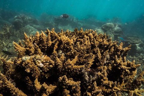 Ningaloo Immersion Private Charter - Accommodation QLD 6