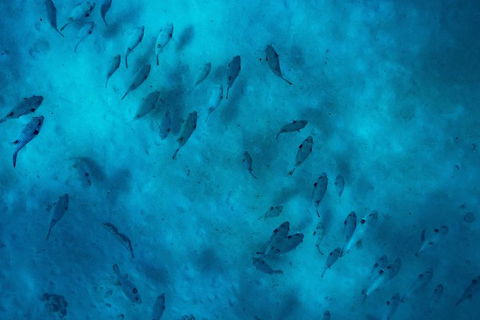 Ningaloo Immersion Private Charter - Accommodation QLD 2