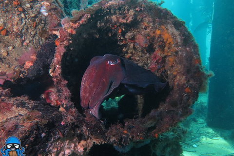 PADI Open Water Course - Accommodation QLD 1