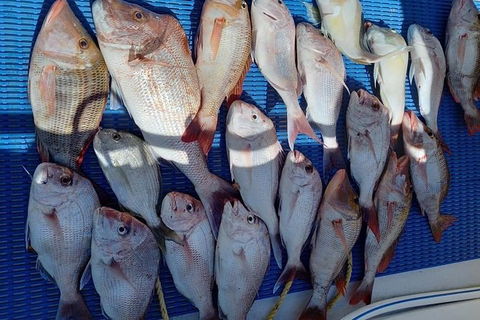 Geraldton Fishing Charter - Accommodation QLD 7