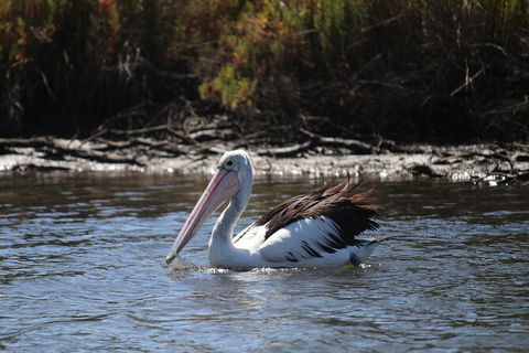 Private Guided River Kayak Tour - Accommodation QLD 2
