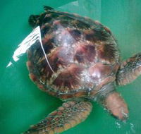 Australian Seabird Rescue - Accommodation QLD