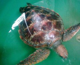 Australian Seabird Rescue - Accommodation QLD 0