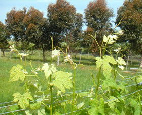 Tanybryn VIC Accommodation QLD