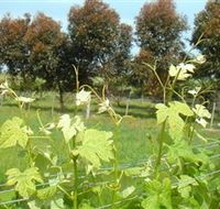 Barwon Ridge Wines - Accommodation QLD