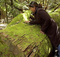 Washpool National Park - Washpool Walk - Accommodation QLD