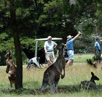 Glen Innes Golf Club - Accommodation QLD