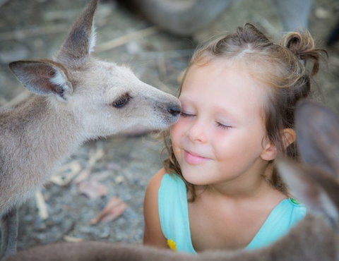 Wildlife Habitat - Accommodation QLD 2