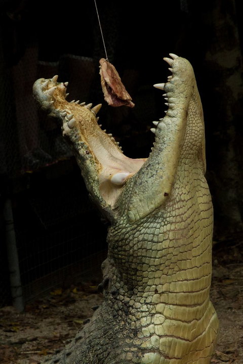 Wildlife Habitat - Accommodation QLD 4