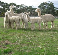 Blackgate Lodge Alpaca Stud - Accommodation QLD