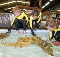 Australian Shark and Ray Centre - Accommodation QLD