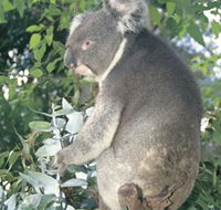 Whiteman Park - Accommodation QLD