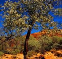Mt Romance Australia Pty Ltd - Accommodation QLD