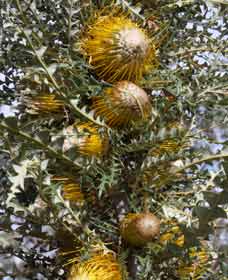 Minigin WA Accommodation QLD