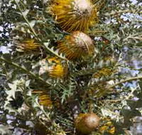Woylie Walk Dryandra Woodland - Accommodation QLD