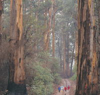 Beedelup National Park - Accommodation QLD