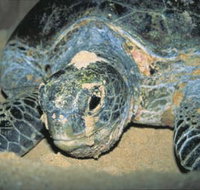 Turtle Nesting Season - Accommodation QLD