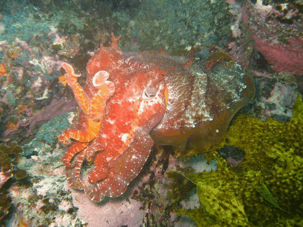 Jervis Bay Dive Charters - Accommodation QLD