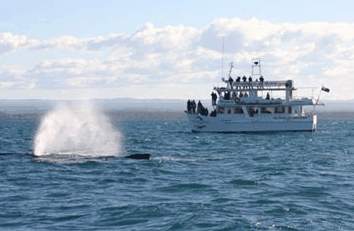 Dolphin Watch Cruises - Accommodation QLD